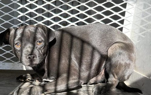 Photo of Blair, adoptable Chihuahua in Bakersfield, California