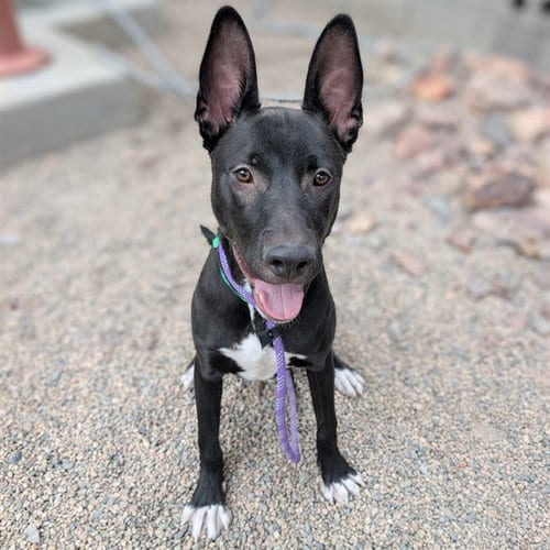 Photo of Pharaoh, adoptable American Pit Bull Terrier in Mesa, Arizona