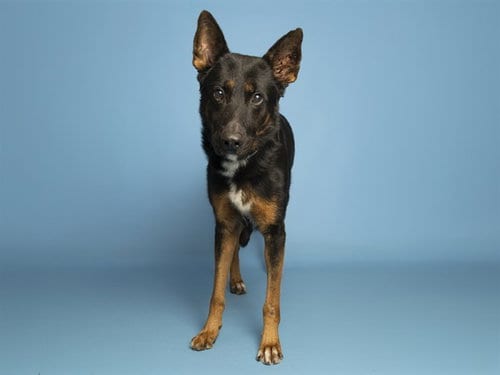 Photo of Max, adoptable German Shepherd Dog in Phoenix, Arizona