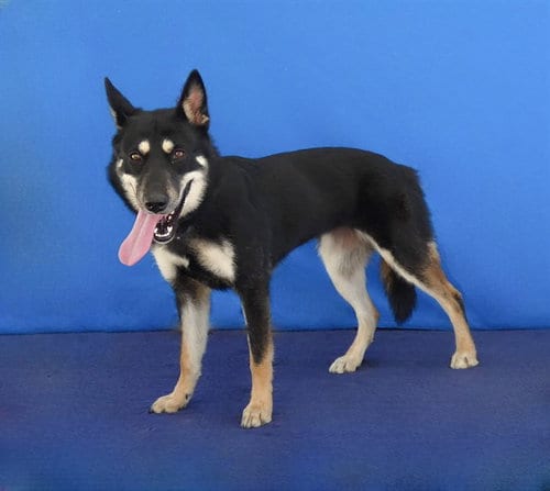 Photo of Rue, adoptable German Shepherd Dog in Baldwin Park, California