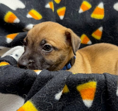 Photo of Volvo, adoptable Hound in Gilberts, Illinois
