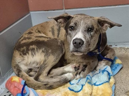 Photo of Posh, adoptable Australian Shepherd in Houston, Texas