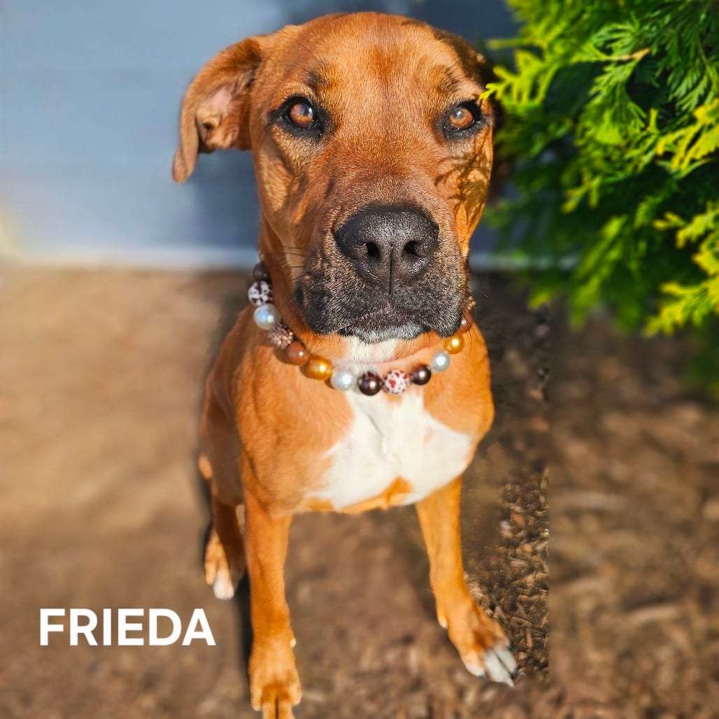 Photo of Frieda, adoptable Mixed Breed (Large) / Mixed Breed (Medium)