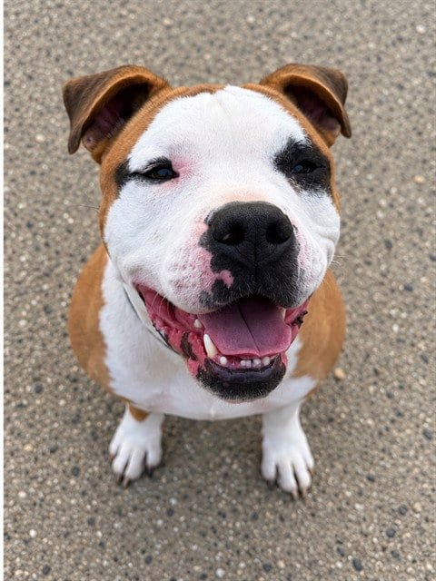 Photo of Scrappy Doo, adoptable American Bulldog in Lompoc, California