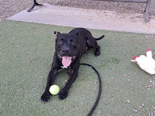 Photo of Scrappy, adoptable American Pit Bull Terrier in Phoenix, Arizona