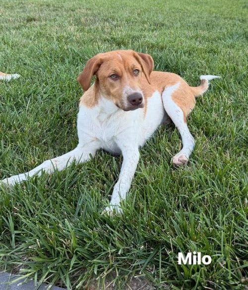 Photo of Puppy Milo, adoptable Hound in Westminster, Maryland