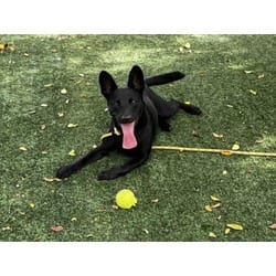 Photo of Jasper, adoptable Mixed Breed (Medium) in Chatsworth, California