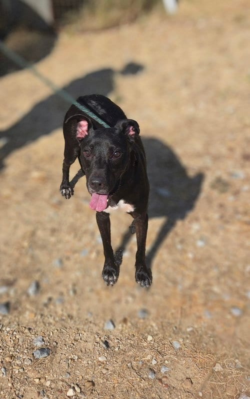 Photo of Leo, adoptable Labrador Retriever in Jackson, Mississippi