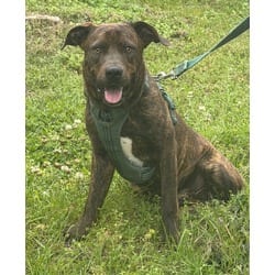Photo of Smiley, adoptable Labrador Retriever Beagle in Johnston, Rhode Island