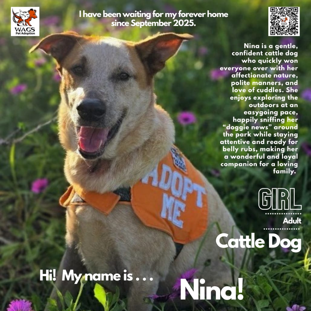 Photo of Nina, adoptable Cattle Dog in Westminster, California