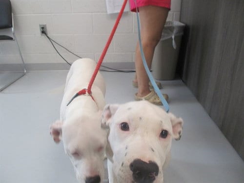 Photo of Marsi, adoptable American Pit Bull Terrier in Ocala, Florida