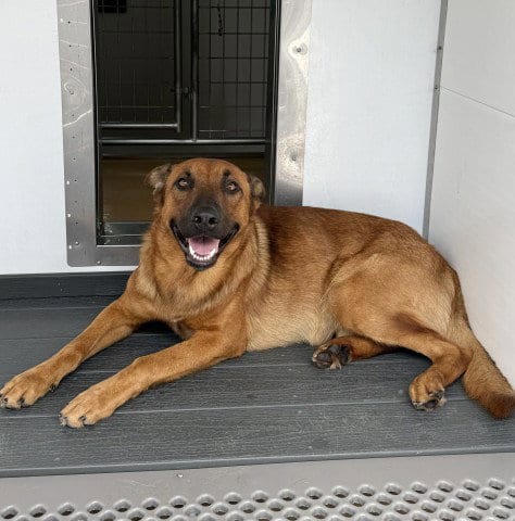 Photo of Drake, adoptable German Shepherd Dog in San Bernardino, California