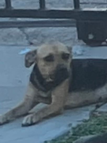 Photo of Lola, adoptable Mixed Breed