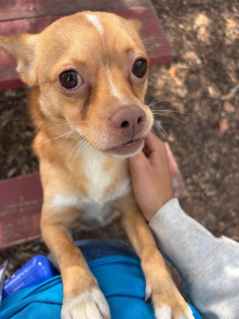 Photo of A199395, adoptable Chihuahua in Fremont, California