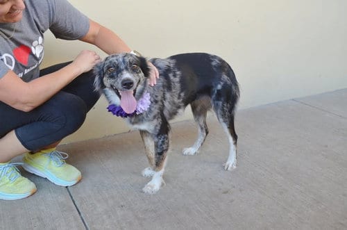 Photo of Ambien, adoptable Australian Shepherd in McKinney, Texas