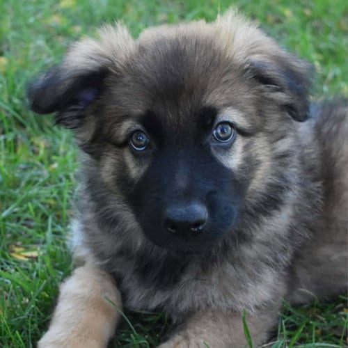 Photo of Crater, adoptable Shepherd in Normal, Illinois