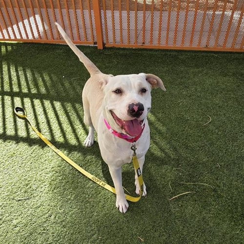 Photo of Serena, adoptable Labrador Retriever in Las Vegas, Nevada