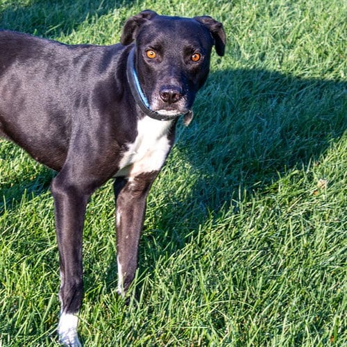 Photo of Moose, adoptable Labrador Retriever in Maryland, Missouri