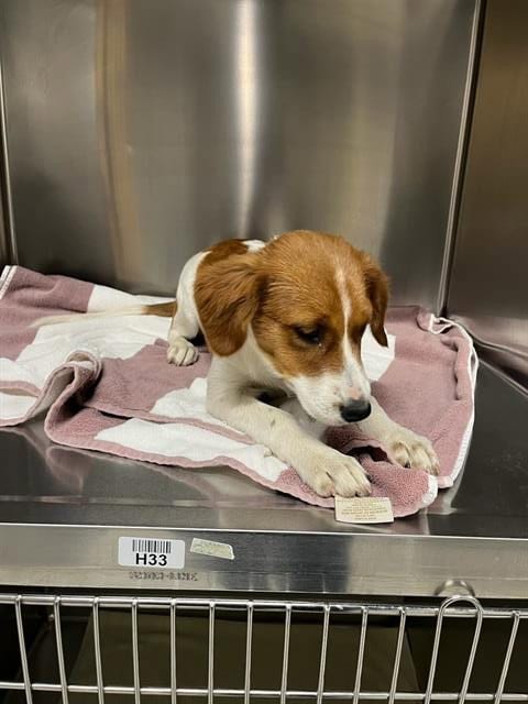 Photo of A614648, adoptable Border Collie in Modesto, California