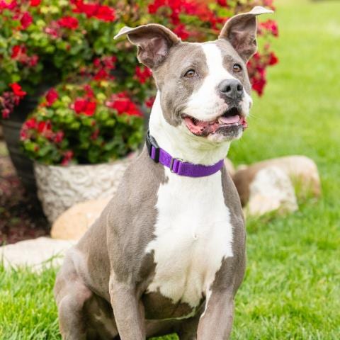 Photo of Mercury, adoptable American Staffordshire Terrier in Camarillo, California