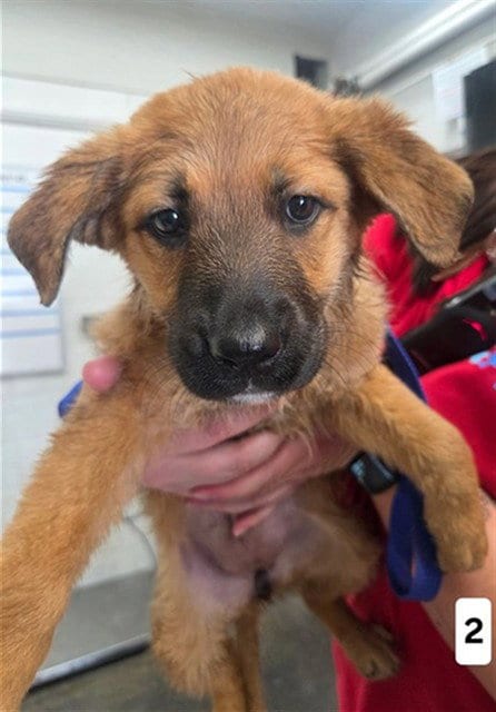 Photo of Piper, adoptable German Shepherd Dog in San Bernardino, California