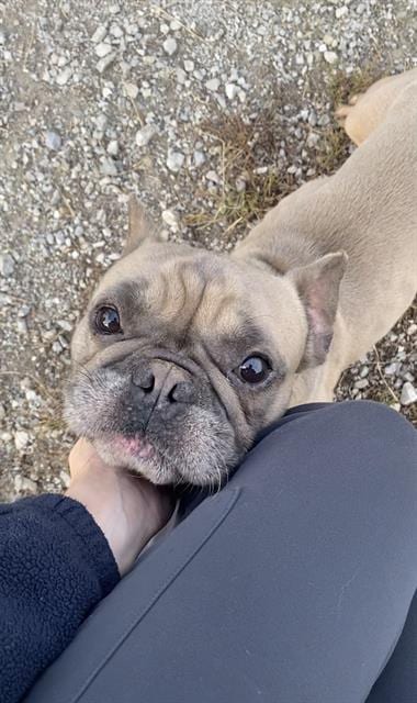 Photo of Twix, adoptable French Bulldog in Fort Wayne, Indiana