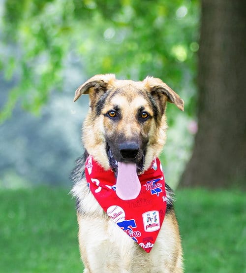 Photo of Bear, adoptable German Shepherd Dog in Unionville, Pennsylvania