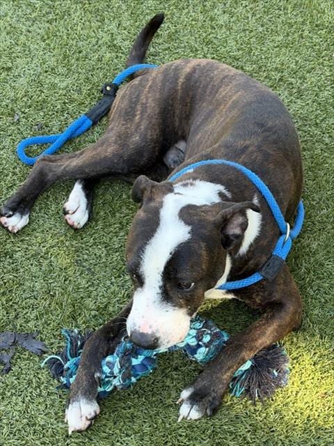 Photo of Frankie, adoptable Terrier in Newton, North Carolina