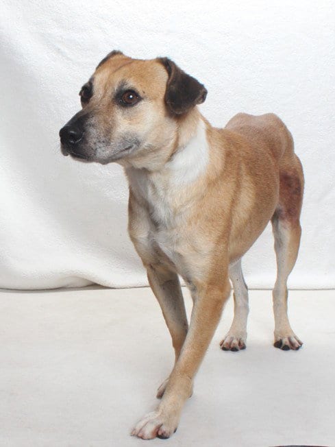 Photo of Sheldon, adoptable Labrador Retriever in Burbank, California