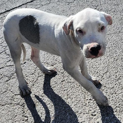 Photo of Casper, adoptable American Staffordshire Terrier in San Antonio, Texas