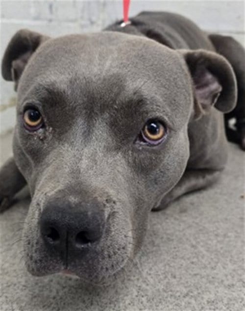 Photo of Bubbles, adoptable Pit Bull Terrier in San Bernardino, California