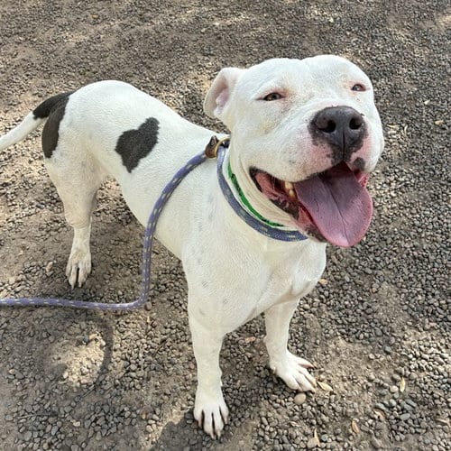 Photo of Tonka, adoptable American Pit Bull Terrier in Mesa, Arizona