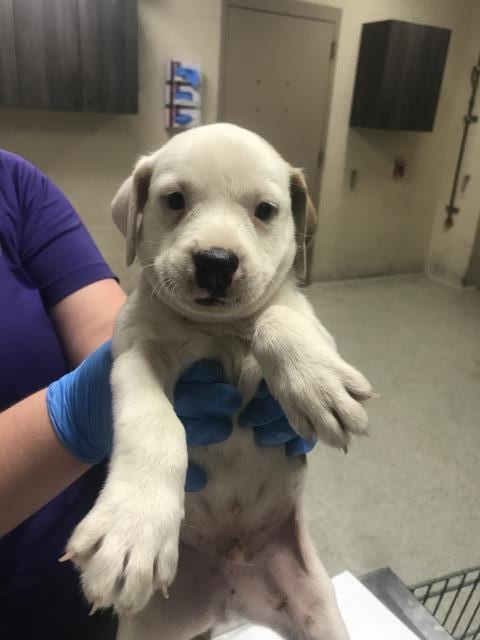 Photo of A432802, adoptable Pit Bull Terrier in Conroe, Texas