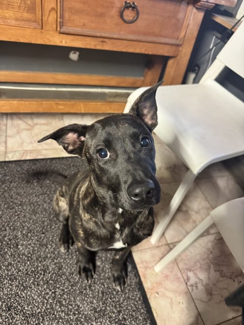 Photo of Charlie, adoptable Labrador Retriever in Leavenworth, Kansas