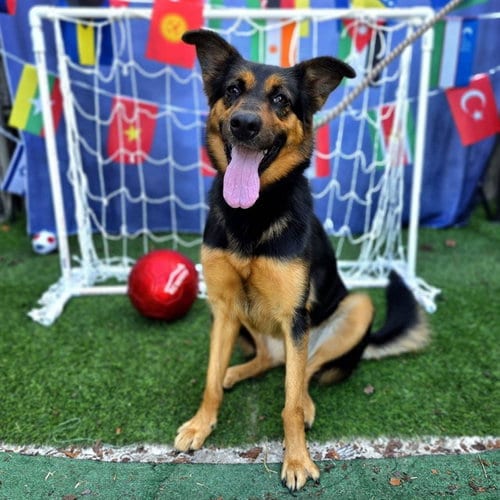 Photo of Poppy, adoptable German Shepherd Dog in Long Beach, California