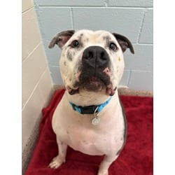 Photo of Zeus, adoptable American Pit Bull Terrier American Staffordshire Terrier in Brighton, Colorado