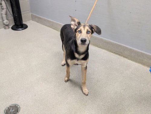 Photo of Maggy, adoptable German Shepherd Dog in Las Vegas, Nevada