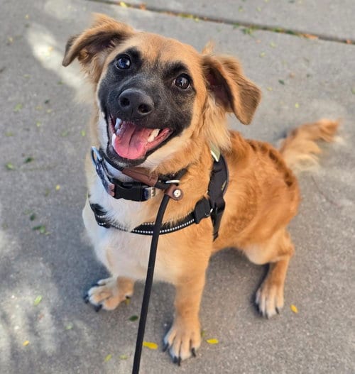 Photo of Moose fka Cash, adoptable German Shepherd Dog in Sedalia, Colorado