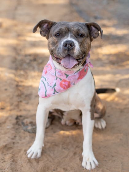 Photo of Mabel, adoptable dog in Atlanta, Georgia