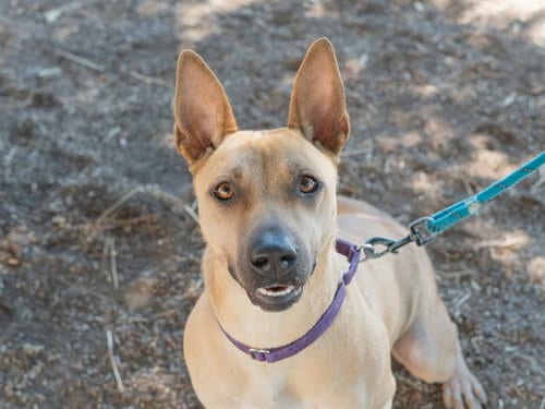 Photo of Sandy, adoptable Terrier in Martinez, California