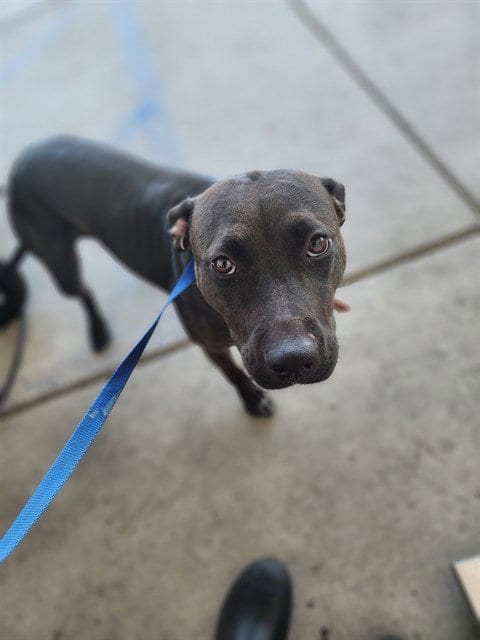 Photo of Piper, adoptable Pit Bull Terrier in Bakersfield, California