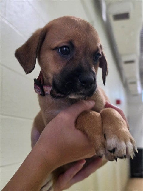 Photo of Ariel, adoptable Labrador Retriever in St Peters, Missouri