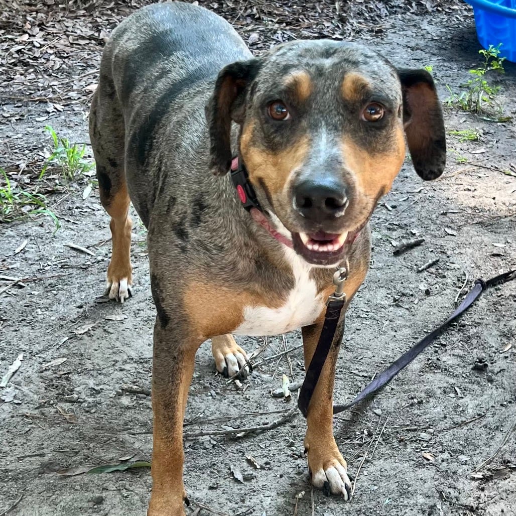 Photo of Saskia, adoptable dog in Summerville, South Carolina