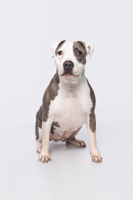 Photo of Jay, adoptable American Staffordshire Terrier in Miami, Florida