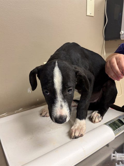 Photo of Neo, adoptable Labrador Retriever in Conroe, Texas