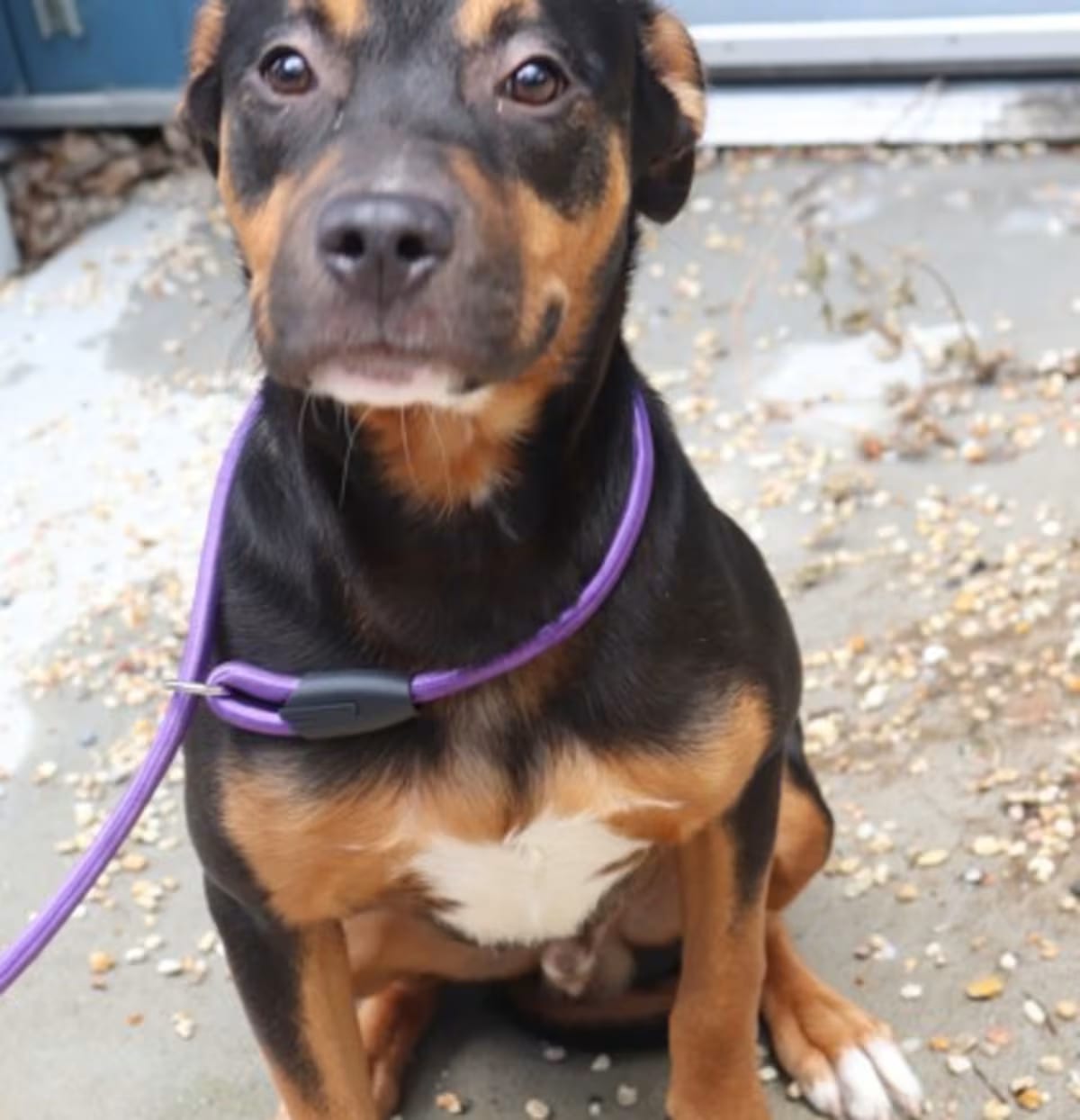 Photo of Snoop, adoptable American Pit Bull Terrier in New Orleans, Louisiana