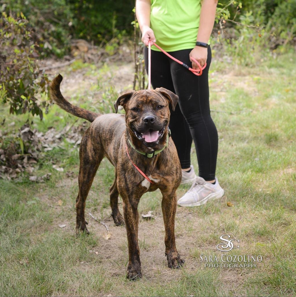 Photo of Spike, adoptable Mixed Breed (Large) in Grand Rapids, Michigan