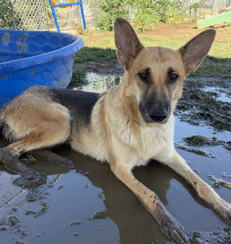 Photo of Veronica, adoptable German Shepherd Dog in Bakersfield, California