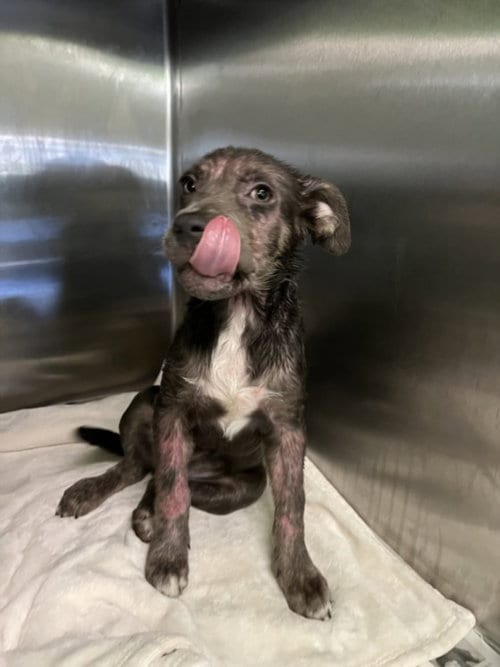 Photo of Cherry Pie, adoptable American Staffordshire Terrier in Los Angeles, California