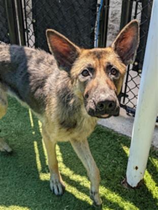 Photo of Kasey, adoptable German Shepherd Dog